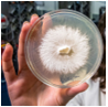 White-Rot Fungi Proves Its Value in Carbon Sequestration from Lignin